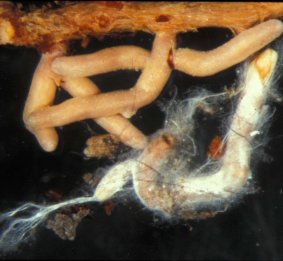 soilbiologyworm.jpg