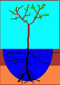 deep soil saturation