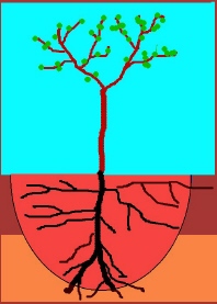 the top soil is too dry