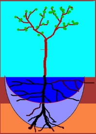 dual cycle irrigation give more uniform soil moisture