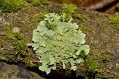 lichen.jpg