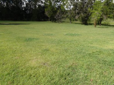 fairy ring wide