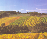 deficit irrigation is u sed to improve quality