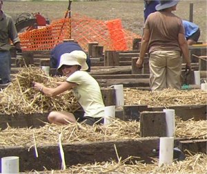 placing straw mulch